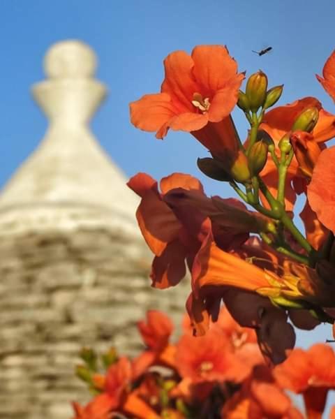 Trulli Di Ivana 奥斯图尼 外观 照片